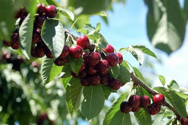 青岛一天生活,青岛24小时生活