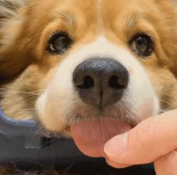 汪星人有哪些秘密,汪星人真实的秘密