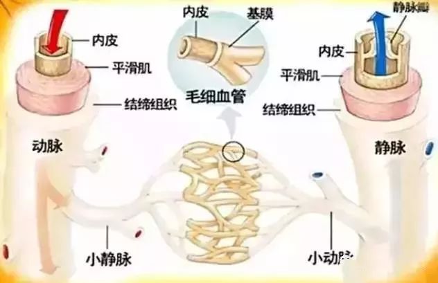 什么中药泡水喝对血汗管有好处,三种中草药泡水治疗冠心病