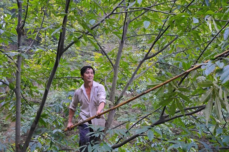 多种口味的山核桃,正宗天然山核桃