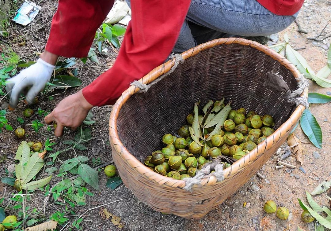 多种口味的山核桃,正宗天然山核桃