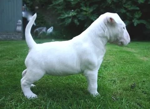 五个月的牛头梗好养吗,牛头梗这么丑为什么还有人养