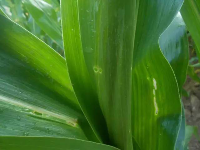 玉米叶片有黄点咋治,玉米叶片有黄色的小点怎么回事