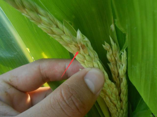 玉米叶片有黄点咋治,玉米叶片有黄色的小点怎么回事