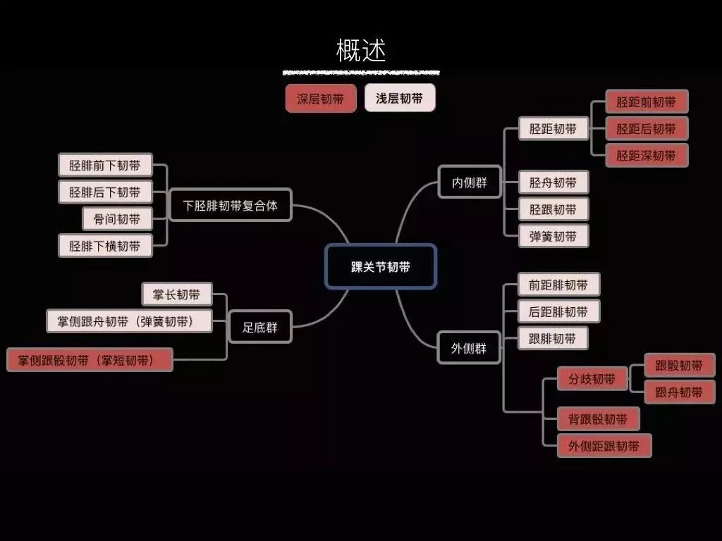 踝关节韧带核磁断层解剖图,踝关节外侧副韧带的功能解剖