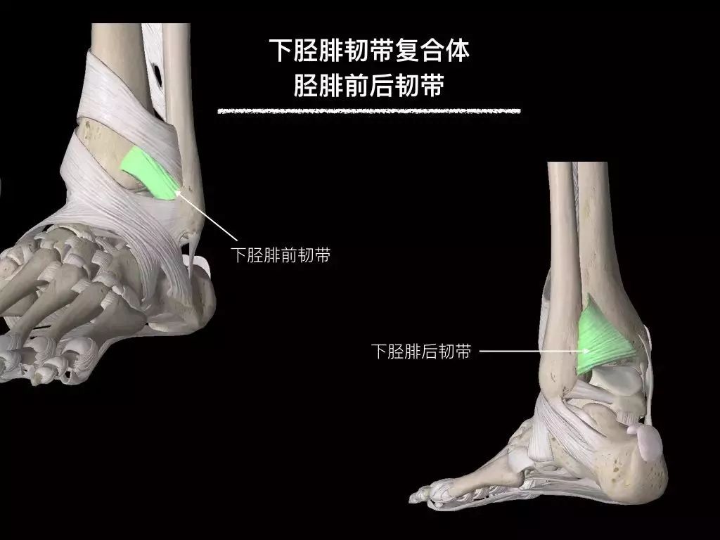 踝关节韧带核磁断层解剖图,踝关节外侧副韧带的功能解剖