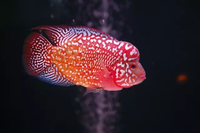 硝化细菌日常维护多久添加一次,硝化细菌添加在水里还是在滤材里