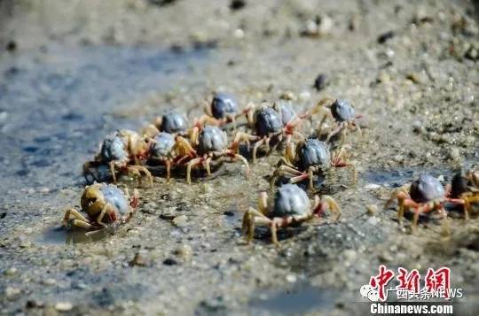 广西再添国家级生态名片,广西再添3个国家湿地公园