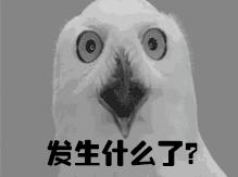 29斤鱼不翼而飞,40多斤鱼被找到了