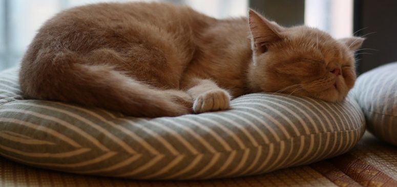 腋下肿大伴有疼痛感发烧,腋下突然疼痛伴随高烧