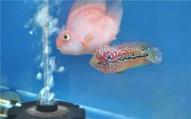 罗汉鱼苗养不出状态怎么办,罗汉鱼苗适合多大的缸饲养