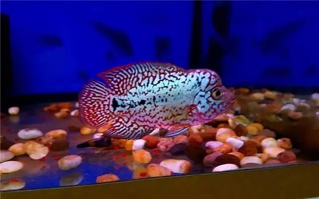 罗汉鱼苗养不出状态怎么办,罗汉鱼苗适合多大的缸饲养