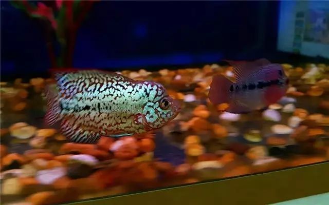 罗汉鱼苗养不出状态怎么办,罗汉鱼苗适合多大的缸饲养