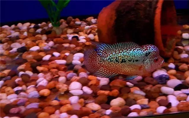 罗汉鱼苗养不出状态怎么办,罗汉鱼苗适合多大的缸饲养