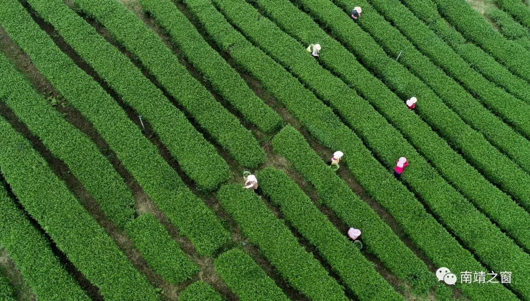 南靖茶旅融合,茶旅融合的风景