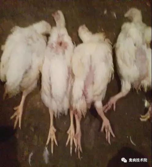 肉鸡坏死性肠炎怎么办,肉鸡肠炎的症状和治疗方法