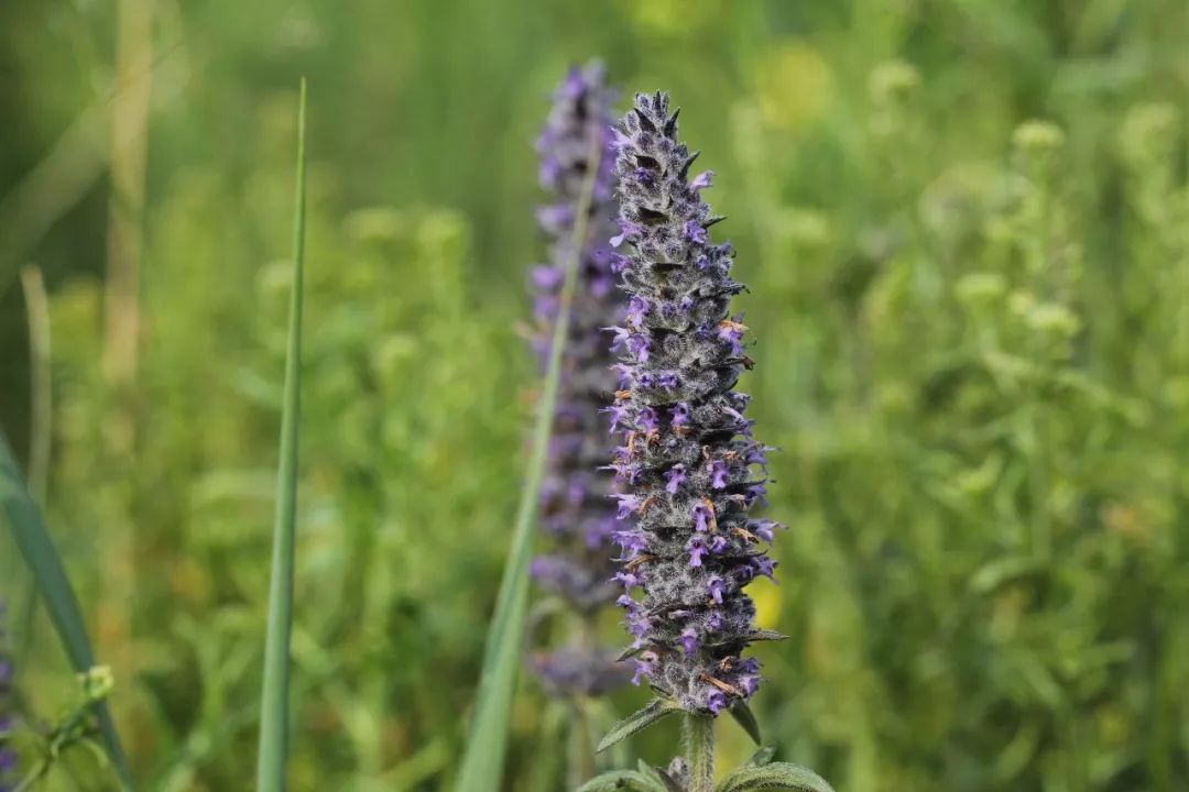 「百草园」芳香之息不减神奇药效——裂叶荆芥（八十四）