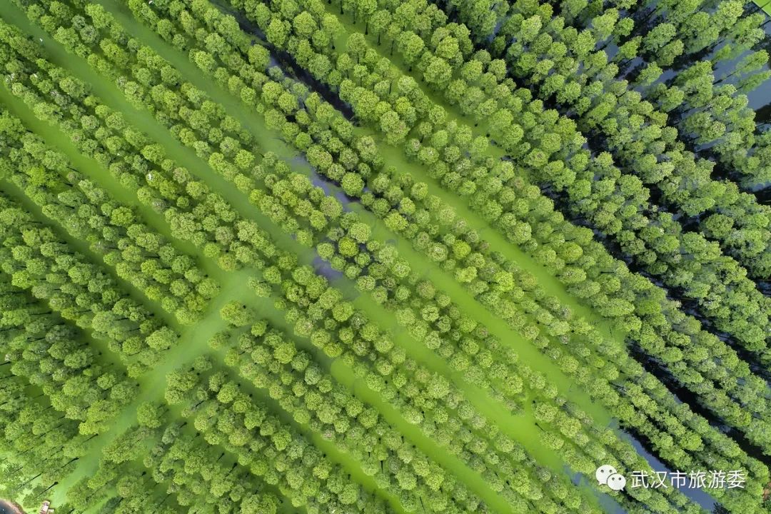 武汉市观鸟最佳的湿地公园,武汉湿地公园鸟类