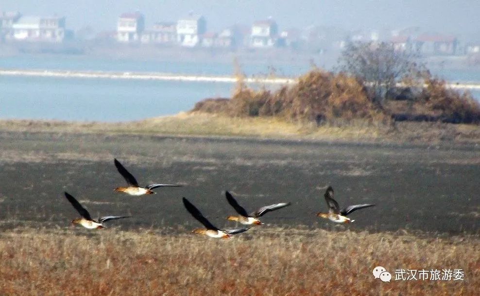 武汉市观鸟最佳的湿地公园,武汉湿地公园鸟类
