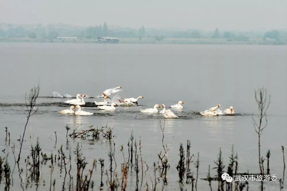 武汉市观鸟最佳的湿地公园,武汉湿地公园鸟类