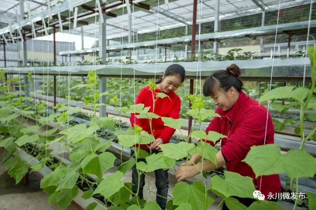 9月永川农家乐哪家最有特色,重庆永川黄瓜山农家乐推荐