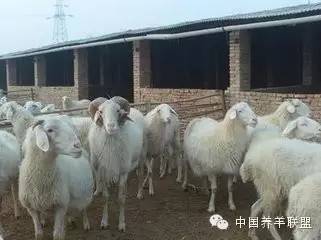 养羊没有套路,养羊就真的发不了财吗