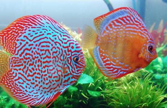 中国魟鱼大王,世界顶级魟鱼