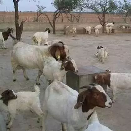 养羊知识大全500例,养羊技术指导在线观看