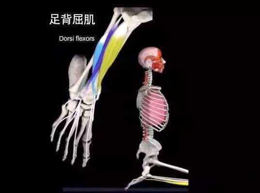 瑜伽金刚离心跪,瑜伽金刚跪的热身体式
