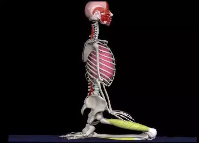 瑜伽金刚离心跪,瑜伽金刚跪的热身体式