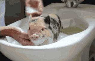 担心！这家哈达店的菜花紫甘蓝，那家地利生鲜的韭菜，还有这些家的菠菜油菜老黄瓜……丨13批次菜肉抽检腐霉利、毒死蜱检出不合格