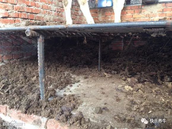 养牛漏粪板制作视频,养牛用哪种漏粪板好用呢