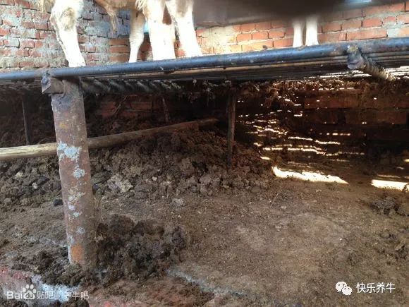 养牛漏粪板制作视频,养牛用哪种漏粪板好用呢