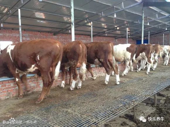 养牛漏粪板制作视频,养牛用哪种漏粪板好用呢