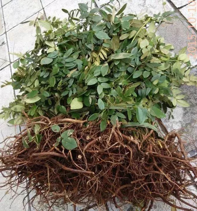 女孩误喝妈妈的中药中毒,女孩误喝妈妈一杯水中毒