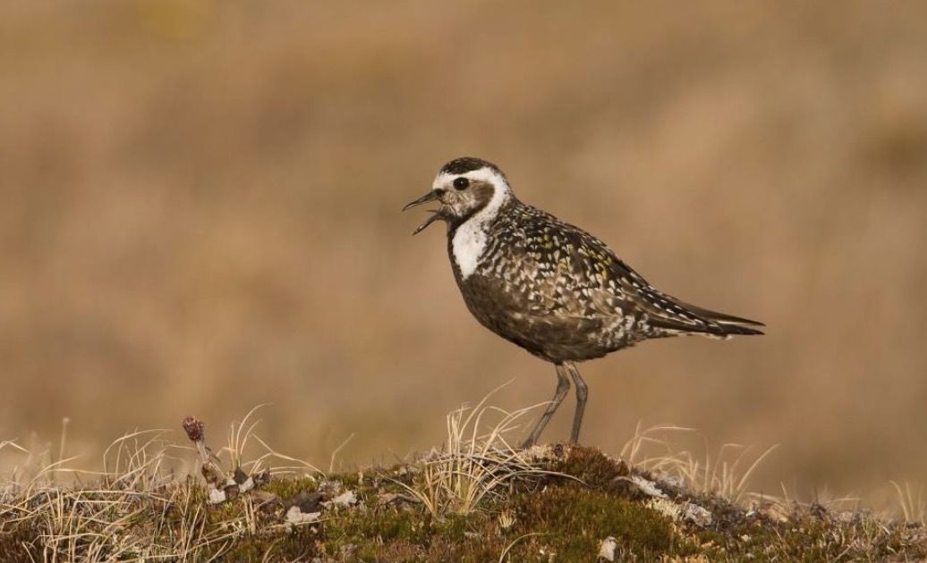 互联网人：焦虑、抑郁症的自我治疗方法！