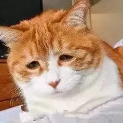 网购的南极人恒源祥为啥这么便宜,南极人恒源祥都是卖吊牌吗