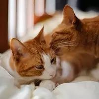 猫咪总是洗脸,猫咪老是舔毛洗脸是爱干净吗