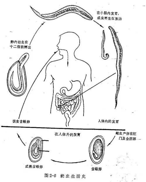 宝宝生病夜不能寐,幼儿烦躁不安是怎么回事
