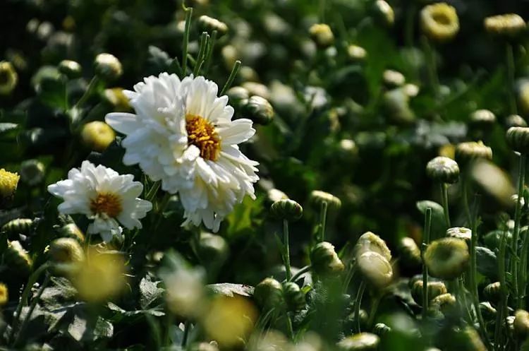 2024浙江名优农产品上海展销会,浙江名特优农产品在光大展销吗