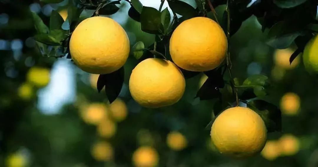 2024浙江名优农产品上海展销会,浙江名特优农产品在光大展销吗