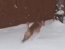 广东下雪之旅,广东下雪是什么体验