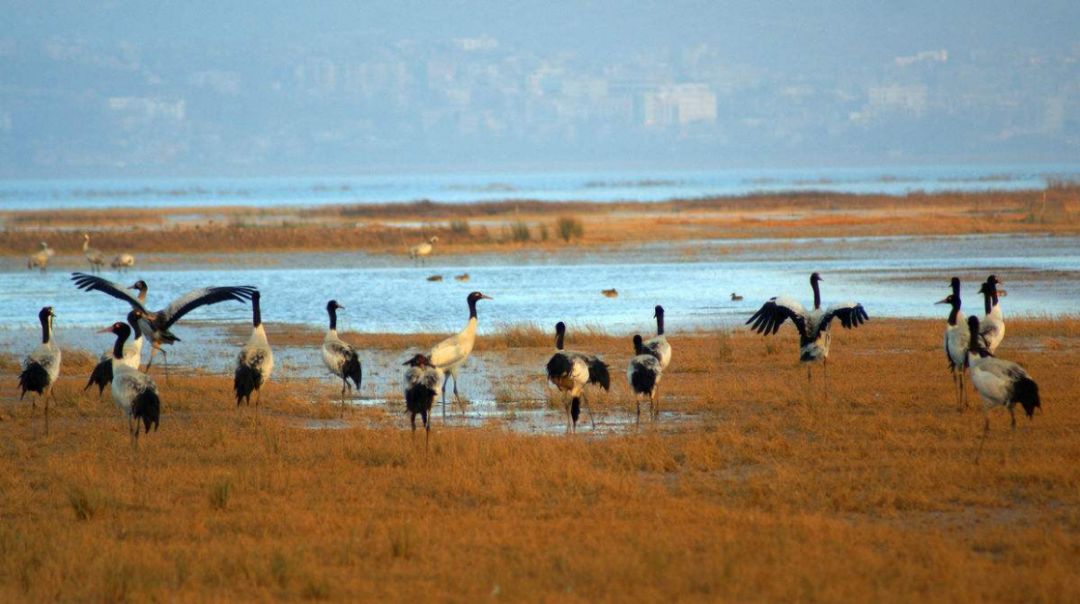 威宁草海一日游最佳攻略,威宁草海之旅