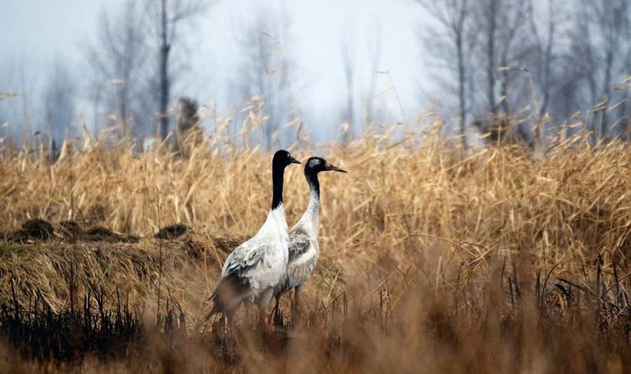 威宁草海一日游最佳攻略,威宁草海之旅