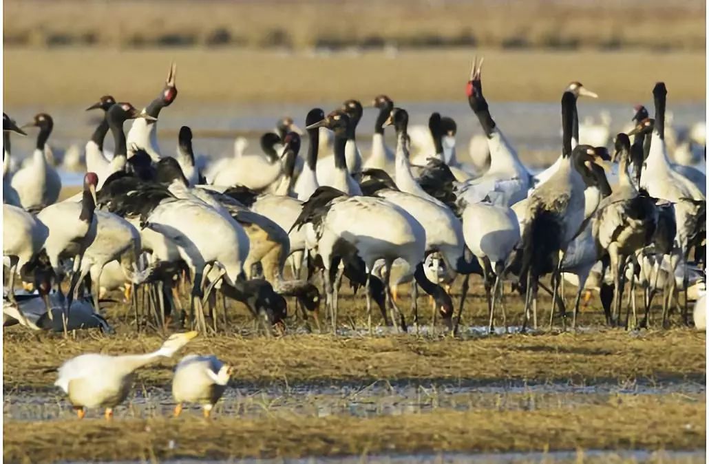威宁草海一日游最佳攻略,威宁草海之旅