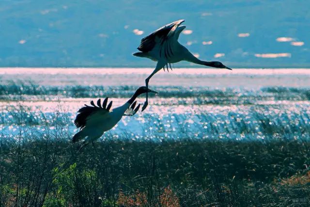 威宁草海一日游最佳攻略,威宁草海之旅