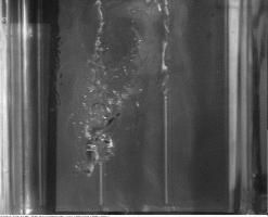 快瞧那只壁虎！它会“凌波微步”