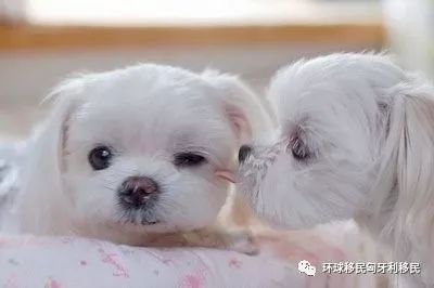 匈牙利移民真实生活,匈牙利欢迎华人移民吗