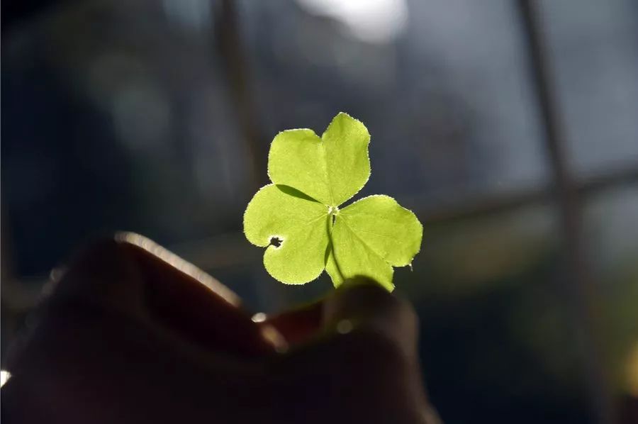 光与影迟子建,关于迟子建的图片