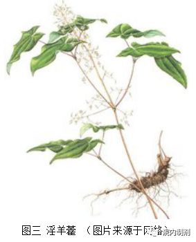 辅助多囊卵巢患者受孕的中成药 (治疗多囊卵巢综合症的中成药)